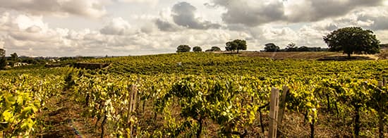 Weinberge in Italien