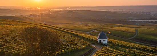 Weinbaulandschaft während eines Sonnenuntergangs