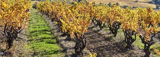 Weinreben vom Weingut Lasec