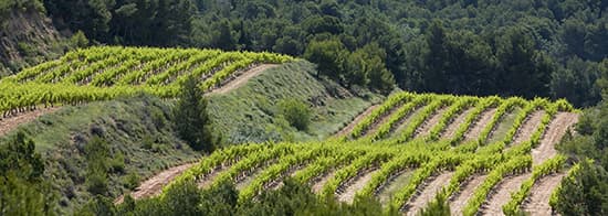 Weinberge von Lasec