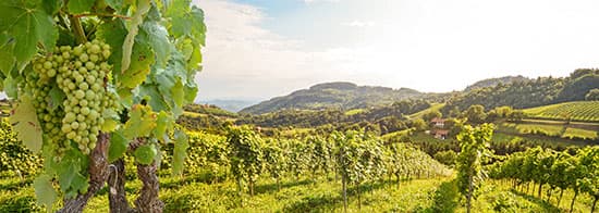 Weißweinreben in Österreich