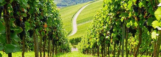 Zwischen zwei Weinreben, im Hintergrund Berge