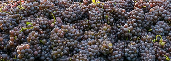 Pinot Grigio Trauben auf einem Haufen nach der Ernte