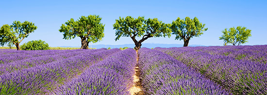 Bild der Provence mit Fliederfeldern