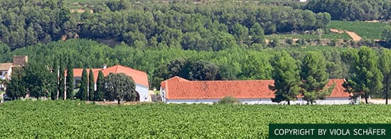 Segura Viudas Weingut im Hintergrund, im Vordergrund dessen Weinberge