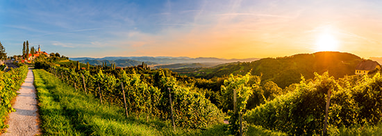 Weinberge während Sonnenuntergang