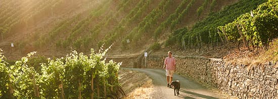 Mann mit Hund spaziert durch den Weinberg