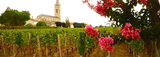 Rebfläche von Schloss