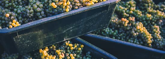 Grüne Trauben in Wanne