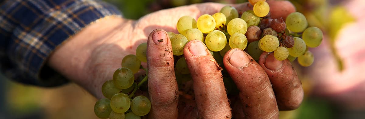 Grüne Trauben in Hand