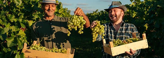 Männer in Weinberg halten grüne Trauben in die Kamera