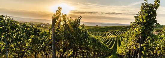 Reben und Trauben in Sonne mit blauem Himmel