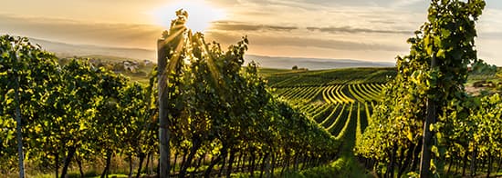 Weinberg mit Sonnenuntergang im Hintergrund