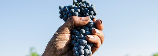 Rote Weintrauben in einer Hand