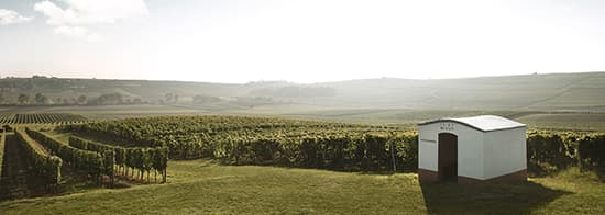 Weingut Winter mit kleinem Häuschen im Vordergrund Weinberg im Hintergrund