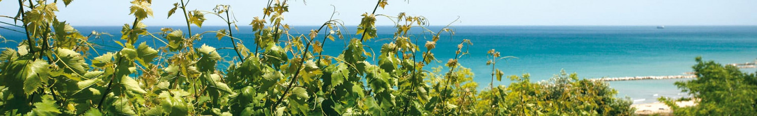 Cantina Tollo