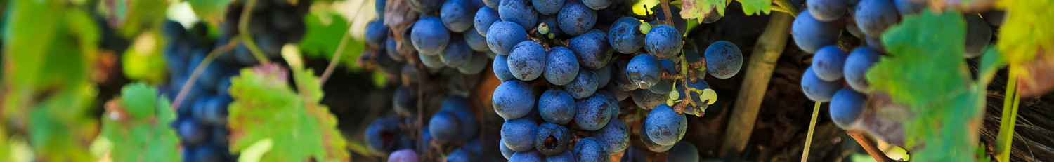 Cinsault