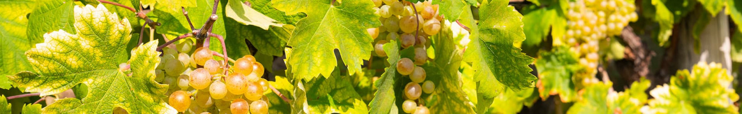 Garganega
