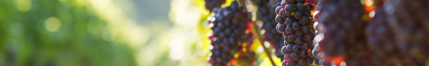Spanische Garnacha