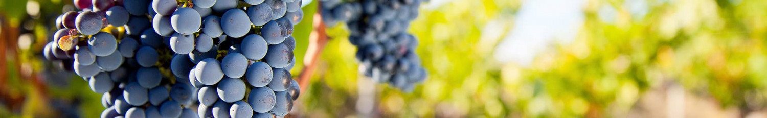 Garnacha Tintorera