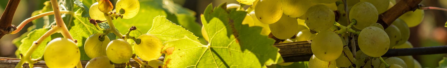 Italienische Trebbiano Weine