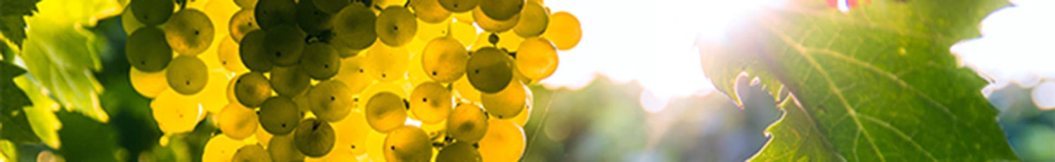 Spanische Macabeo Schaumweine | KI-generiert