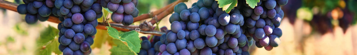 Merlot