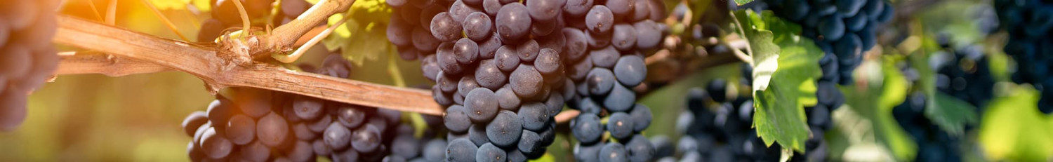 Nebbiolo