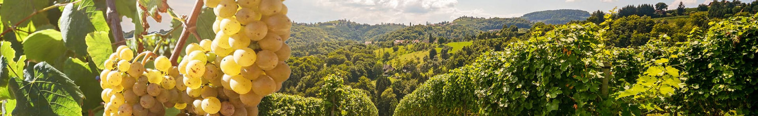 Pecorino