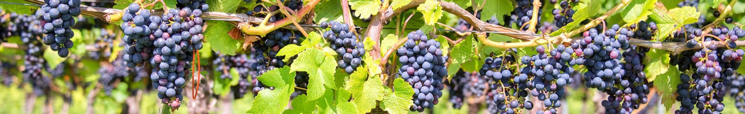 Petit Verdot