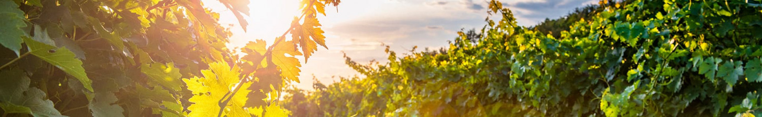 Pinot Blanc