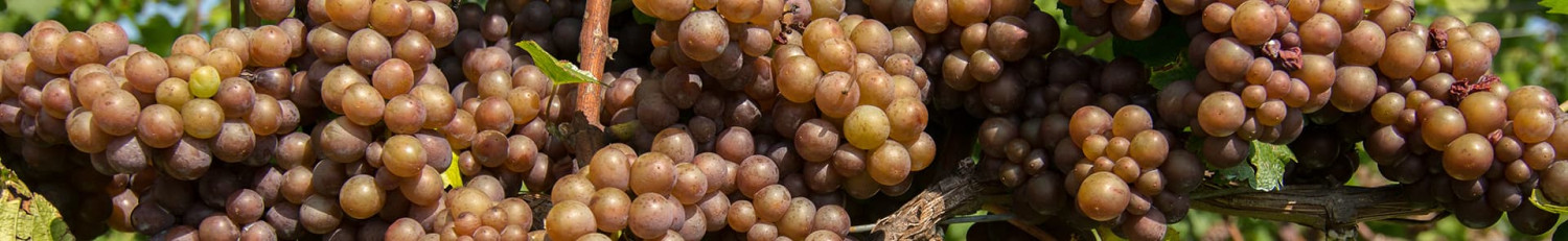 Pinot Grigio Weißweine