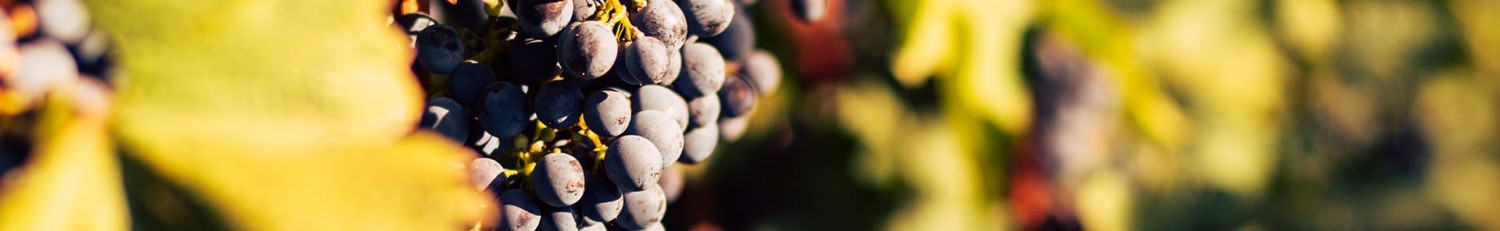 Pinot Meunier