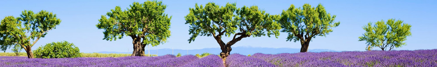 Provence Weine