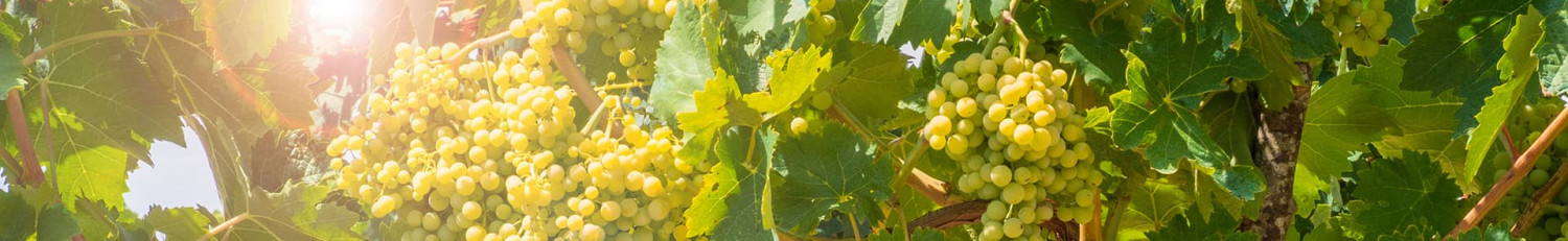 Sauvignon Blanc
