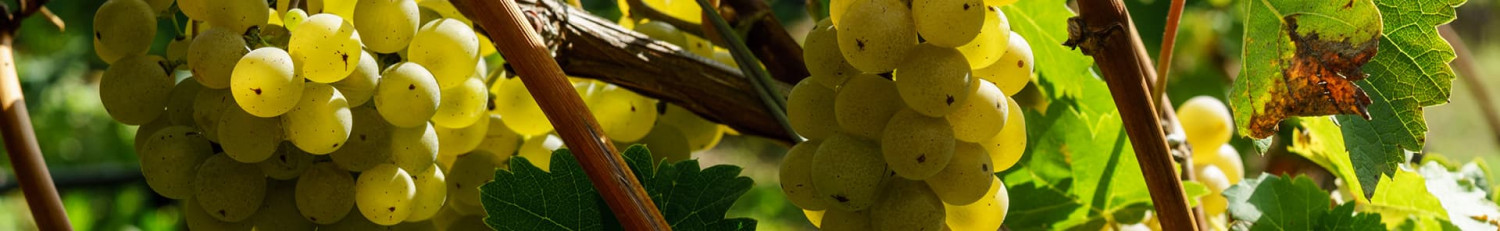 Silvaner